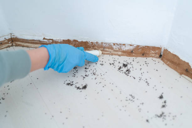 Flea Control Services in Auburn, IN